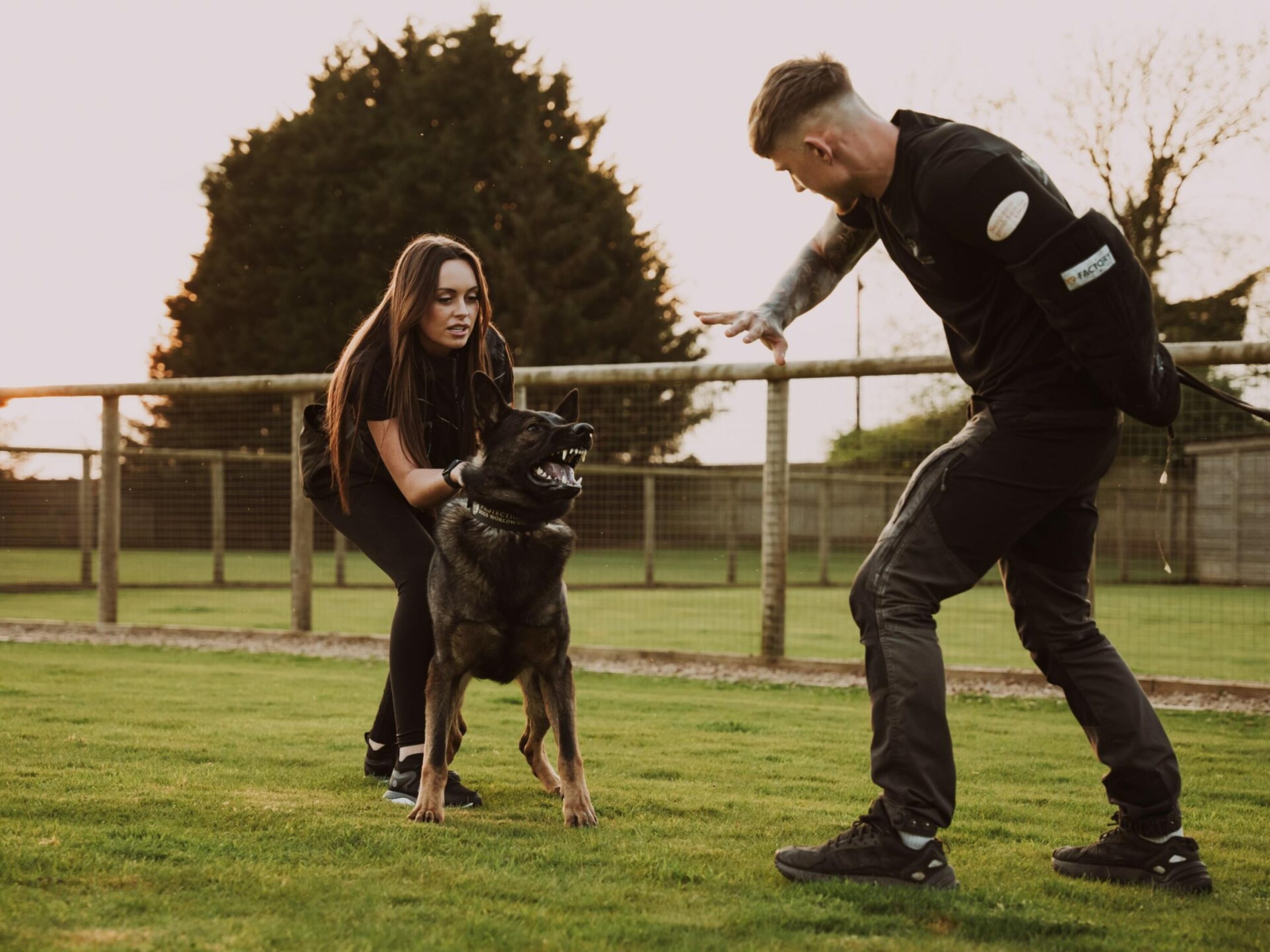 Obedience Training