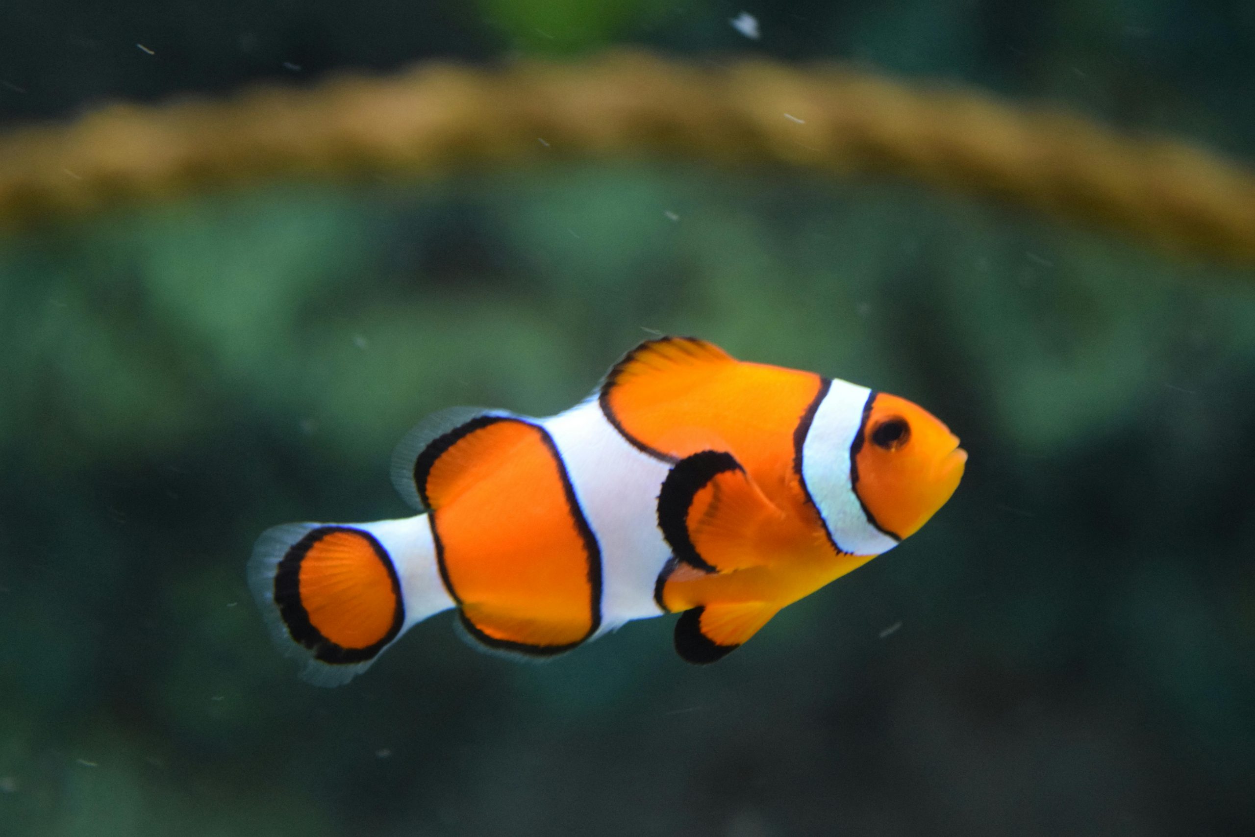tropical fish for sale