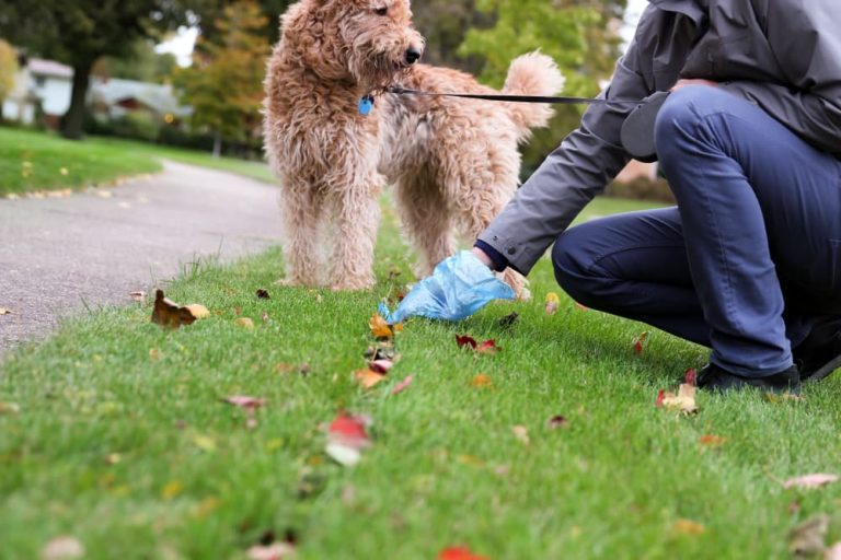 dog poop cleaning service