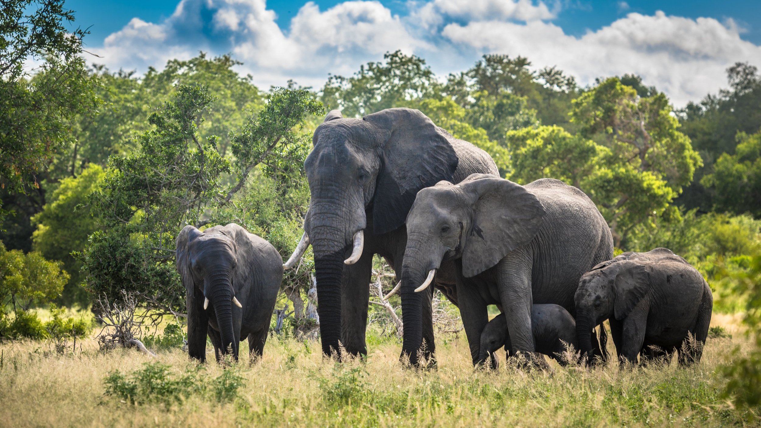 south african national parks vacancies
