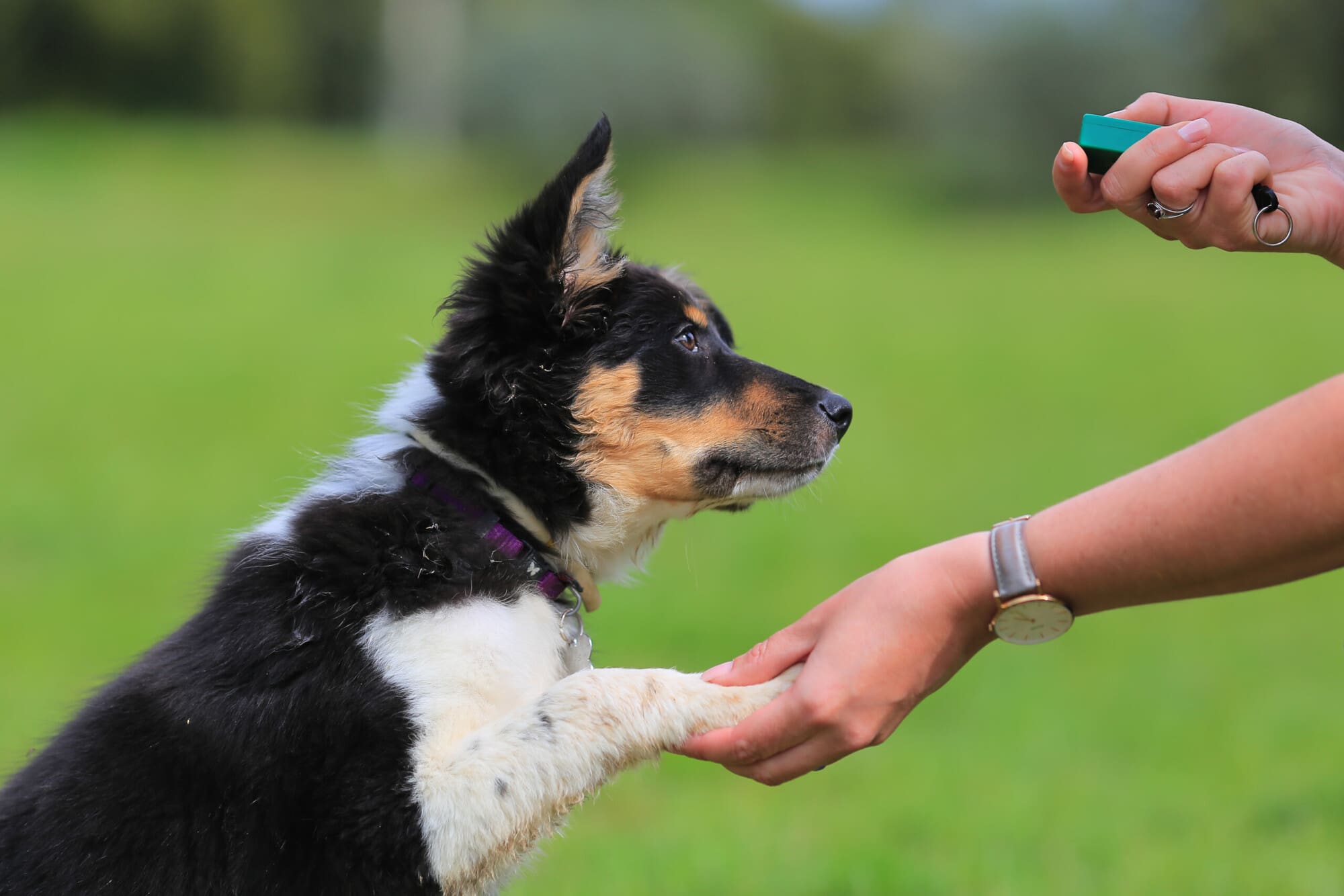 Dog Training Irvine