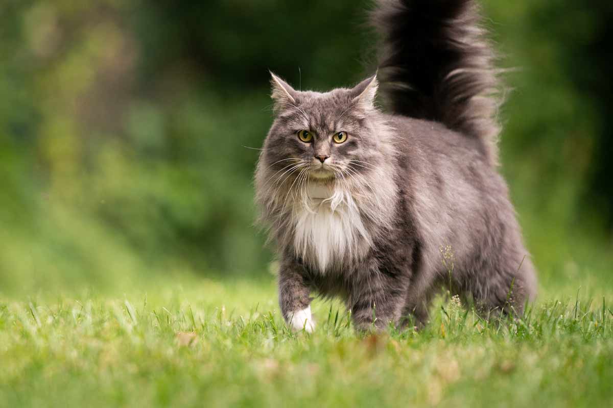 Maine Coon kittens for sale Oakland