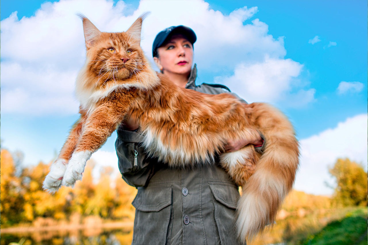 Maine Coon cats for sale Sacramento