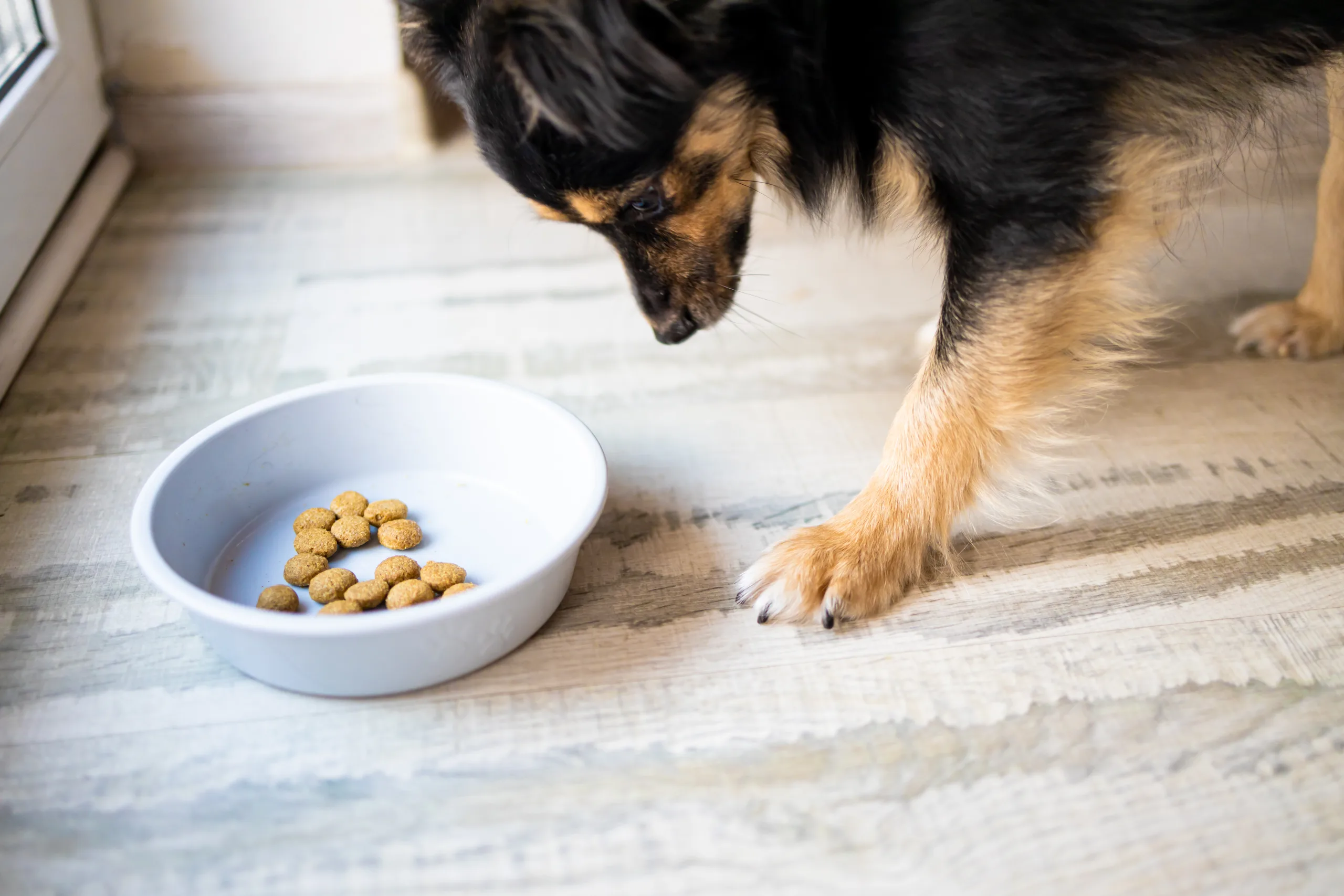 nature's blend dog food canada