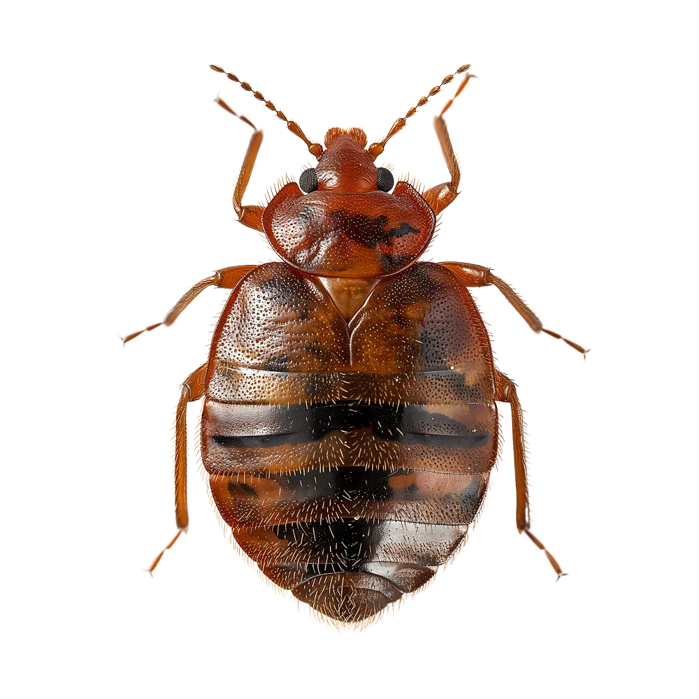 Bed bug services near me