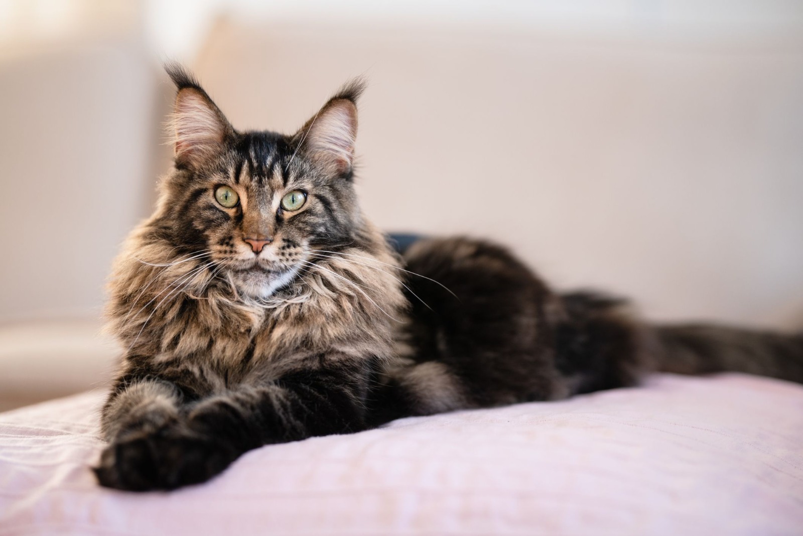 Maine Coon kittens for sale
