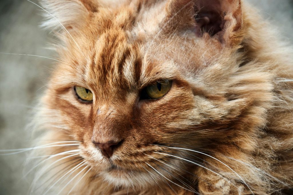 Maine Coon kittens for sale